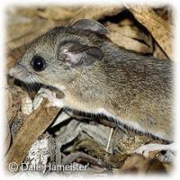 Deermouse Peromyscus maniculatus Identifying characteristics: A small mouse, slightly smaller than the house mouse, with