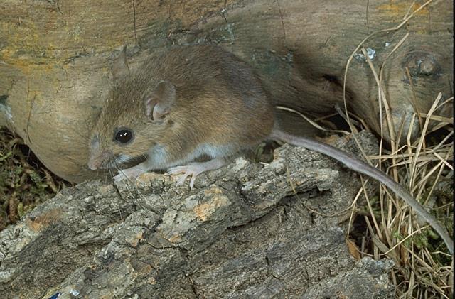 White-footed mouse - Peromyscus leucopus Identifying characteristics: Often difficult to distinguish from the Deer mouse, they