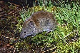 Southern Red-backed vole Myodes gapperi Characteristics: The southern red-backed vole is five