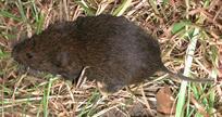 Meadow vole (Microtus pennsylvanicus) The total length of M.