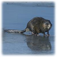 Common muskrat Ondatra zibethicus Identifying characteristics: They look like small beavers at first glance, with with similar