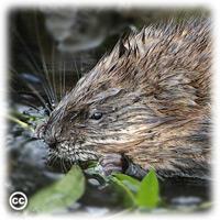 But are considerably smaller and have a few other characteristics to help you distinguish them from beavers.