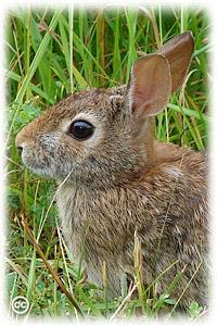 Eastern cottontail Sylvilagus floridanus AKA: Rabbit Identifying characteristics: The most common rabbit in the US, cottontails