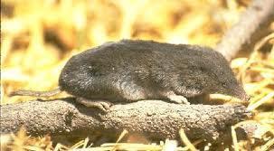 Smoky shrew Sorex fumeus Identifying characteristics: a mouse-like body with a pointed snout,
