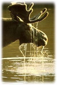 Moose Alces americanus Identifying characteristics: A large hoofed animal with thick, woolly