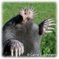 Star-nosed mole - Condylura cristata Identifying characteristics: Easy to identify with its hairless, pink nose