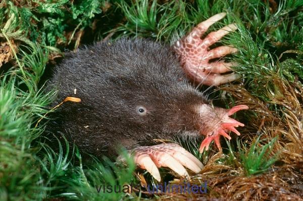 The short, stout body and dark brown to black fur is similar to other moles, but the fur of this species tends to