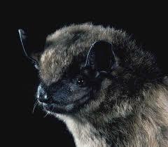 Big brown bat - Eptesicus fuscus Identification: A light or