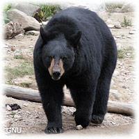 Black bear - Ursus americana Identification: A thick coat of black fur, with cream-colored