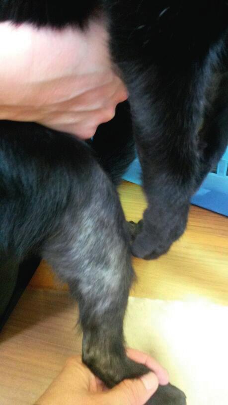 evaluation of alopecia of distal tail resulting from a sudden onset of excessive self-grooming that manifested as licking and excessive hair-pulling.