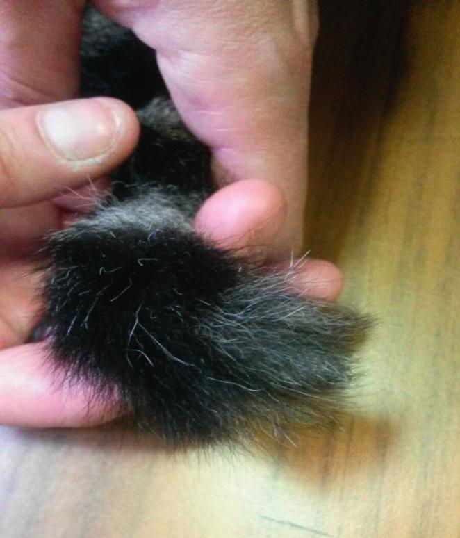 A case of tail self-mutilation in a cat with the owners were limited and irregular. The examination of the animal confirmed the alopecia of the distal portion of the tail (Fig. 2).