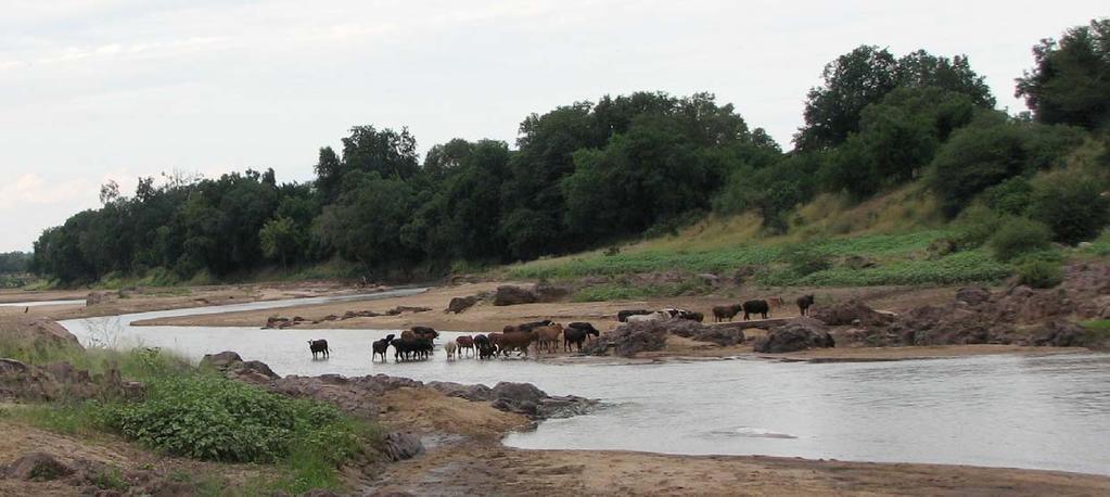 Pathogens, Parks and People: Assessing the Role of Disease in Trans-Frontier Conservation Area Development Mid-Term Progress Report for the Wildlife Conservation Society AHEAD Great Limpopo