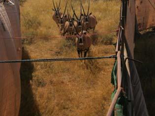 accidents Compulsory pre-movement testing of buffalo Conservation projects Disease investigations Wildlife