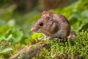 2. Consumption of rodents. This is now the most common cause of trichinosis in domestic pets - but only where Trichinella is endemic. 3. Improperly frozen or raw wild pork or other game meats.