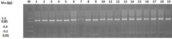 Analysis of PCR amplified products revealed DNA fragments of between 1073-1078bp. (Fig.9).
