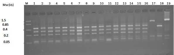 Analysis of the PCR amplified DNA fragments showed that all the samples were E. granulosus sensu stricto (G1-G3).