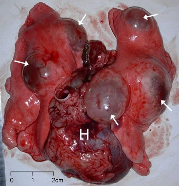 result of cyst pathology within 14 months of infection. However, as with human cases, smaller cysts and early stage infection are likely to be asymptomatic, particularly in larger macropods.