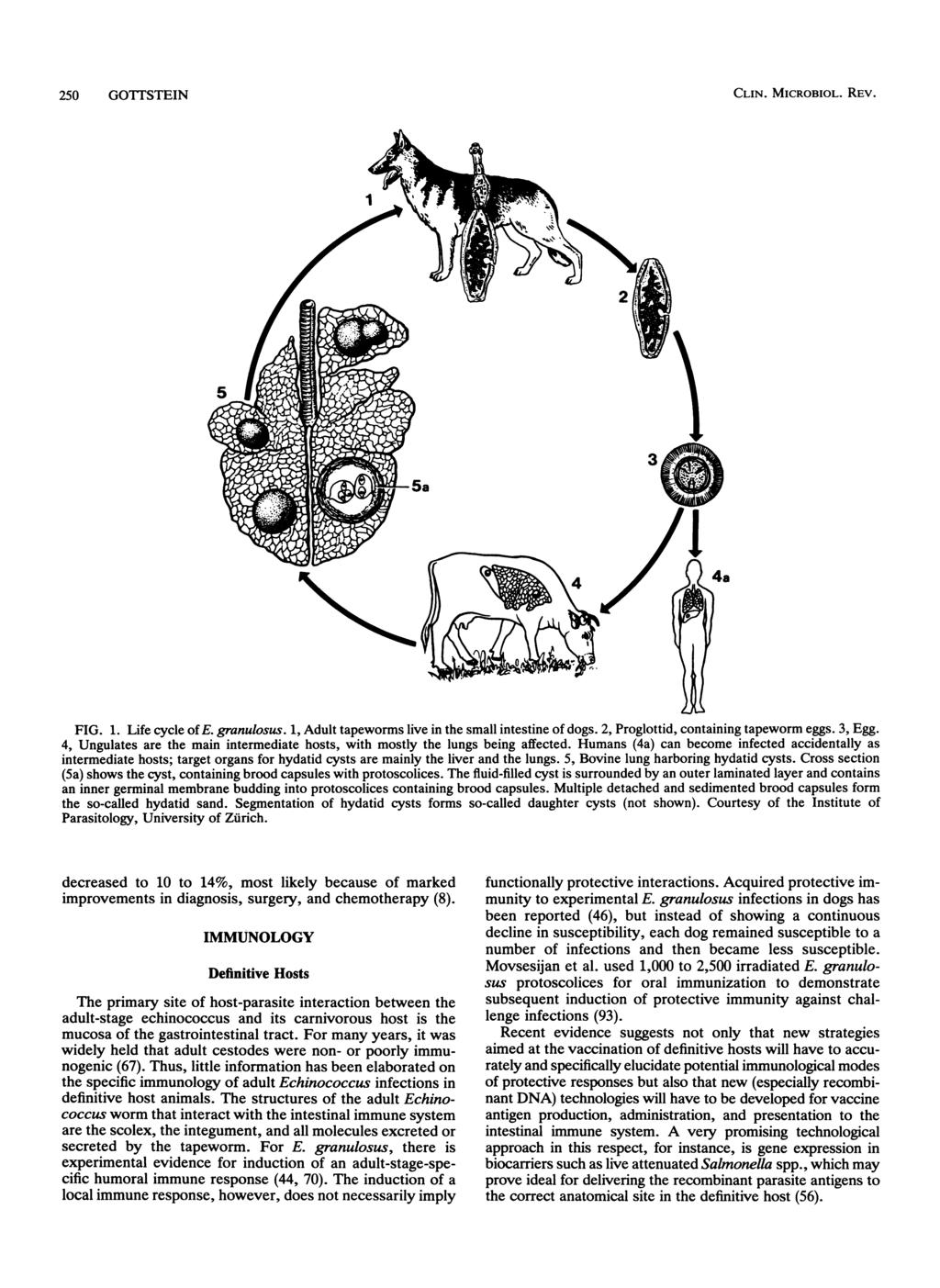 250 GOTTSTEIN CLIN. MICROBIOL. REV. Downloaded from http://cmr.asm.org/ FIG. 1. Life cycle of E. granulosus. 1, Adult tapeworms live in the small intestine of dogs.