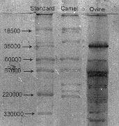 Fig. 1. Electrophoretic pattern of protoscoleces extract for camel and ovine as compared to standard by SDS-PAGE Fig. 2.