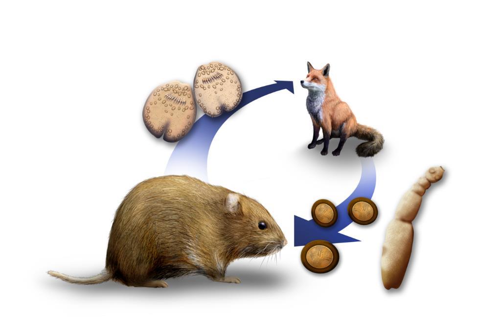 2 Introduction 2.1 Echinococcus multilocularis 2.1.1 Lifecycle The cestode Echinococcus multilocularis has an indirect lifecycle involving a canid definitive host and a rodent intermediate host (Figure 2).
