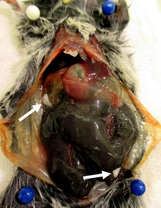 Figure 8. Dissected bank vole specimen showing an open abdomen. For orientation the head is to the top of the picture and tail is to the bottom. Free-floating metacestodes of T.