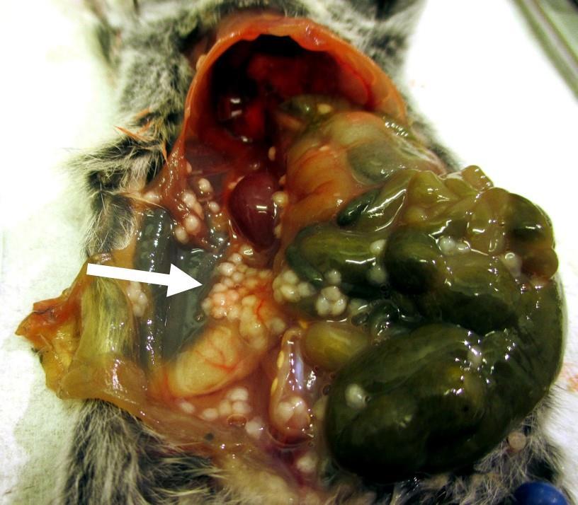 Figure 9. Dissected bank vole specimen showing an open abdomen. For orientation the head is to the top of the picture and tail is to the bottom.