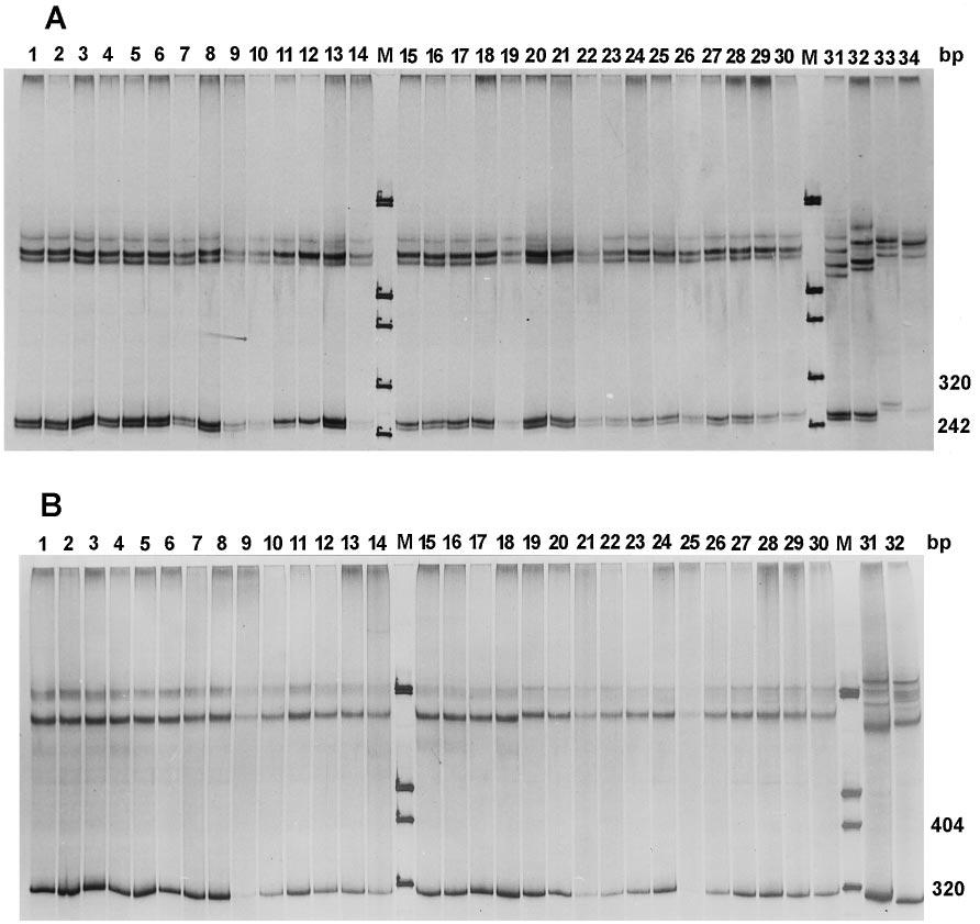 K. L. Haag and others 524 Fig. 1. SSCP patterns of ActII (A) and Hbx2 (B) introns. Upper bands are single-stranded DNA secondary structures, while lower bands are the renaturated double strands.