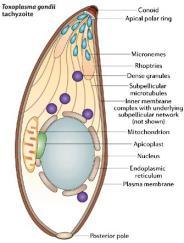 antiprotozoals believed to target the apicoplast (plastid-like