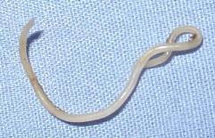 Anthelmintic Drugs Control of roundworms (nematodes), tapeworms
