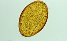 protozoa) Praziquantel, Epsiprantel (cestodes)