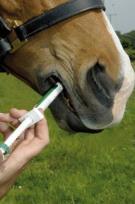 Environmental concerns Especially for drugs not extensively metabolized & thus excreted in parent form Dog ingested horse poop or spilled dewormer