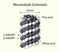 microtubule assembly Necessary for cell mobility (flagella, cilia ), cell
