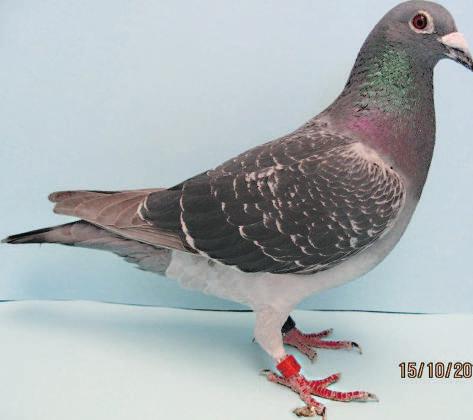 SRPF Feds, grandson of this pigeon CTN-08-1153 was clocked on 30-9-09