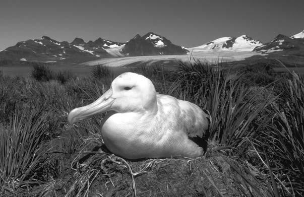 Years after the last albatross was seen, a few were spotted nesting on a volcanic island. These albatrosses had been at sea while the others were killed.
