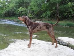 withers. Height is in proportion to general conformation so that the dog appears neither leggy nor close to the ground. Males are heavier in bone and muscle than females.