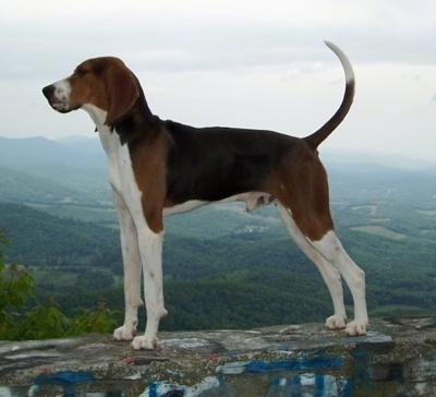 TREEING WALKER COONHOUND GENERAL APPEARANCE The Treeing Walker Coonhound is a well-balanced, symmetrical, graceful hound well known for his ability to run and tree a variety of game on varying kinds
