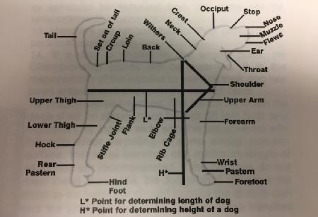 IMPORTANCE OF BODY PARTS ON A COONHOUND HEIGHT STANDARD Measuring the height of a dog consists of a perpendicular line from the floor to the top of the shoulders or withers.