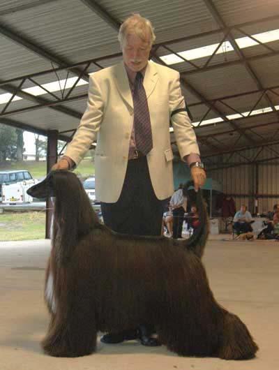 Afghan Hound Club of NSW 80 TH Specialty BIS Gr Ch Satang