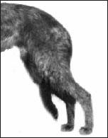 Standard: Tail Should be tolerable long, tapering and reaching to within 1-½ inches of the ground and about 1-½ inches below the hocks.