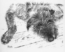 SCOTTISH DEERHOUND CLUB OF AMERICA: The soft look in repose is enhanced by a moderately full,