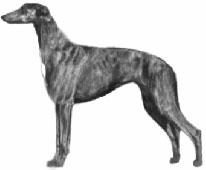 Standard: Body General formation is that of a Greyhound of larger size and bone. POINTS OF THE DEERHOUND IN ORDER OF IMPORTANCE: 5.