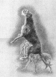 Pat Ferris (UK) SCOTTISH DEERHOUND CLUB OF AMERICA: Viewed from above, the deerhound should be well muscled through the neck, shoulders, loin, hips and hindquarters.
