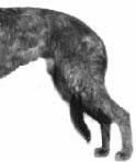 Standard: Legs and Feet The hindquarters drooping, and as broad and powerful as possible, the hips being set wide apart. A narrow rear denotes lack of power.