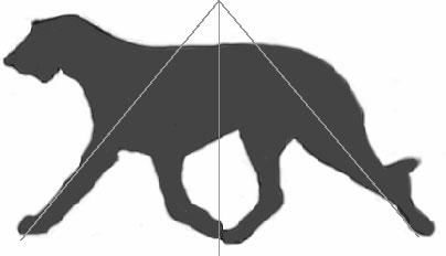 GAIT Standard: [NOT MENTIONED IN THE BODY OF THE STANDARD, BUT IS LISTED SECOND IN THE POINTS OF IMPORTANCE]. POINTS OF THE DEERHOUND IN ORDER OF IMPORTANCE 2. Movements-Easy, active and true.