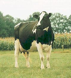 Maintenance of Body Temperature in Dairy Cattle Homeothermy: HP + EH = HL Hyperthermia: HP + EH > HL Environmental Heat (EH) Internal Heat
