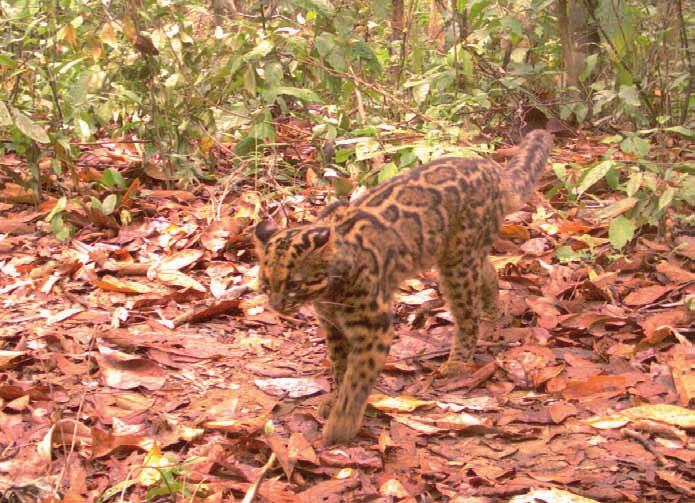 The clouded leopard photographs came from mixed deciduous/ semi-evergreen forest (2) and boundary areas (1) while marbled cat captures showed a similar pattern with photographs from within mixed
