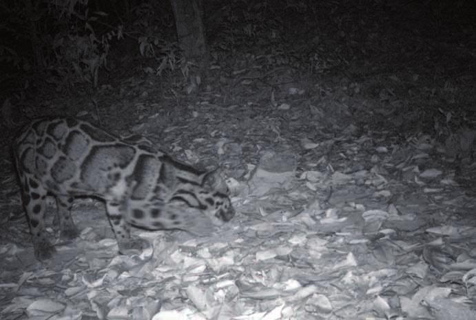 smaller cats in Cambodia s Eastern Plains Fig. 7. Clouded leopard in Phnom Prich Wildlife Sanctuary, December 2012. lency Cheng Kimsun, Men Phymean, Keo Omaliss, Song Keang and Keo Sopheak.