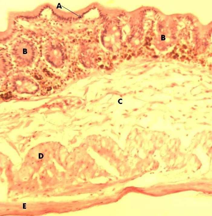The caecum was observed to have numerous goblet cells and intestinal glands. Adipose tissues were found in the submucosa and the tunica muscularis was made up of longitudinal muscle (Plate IV).