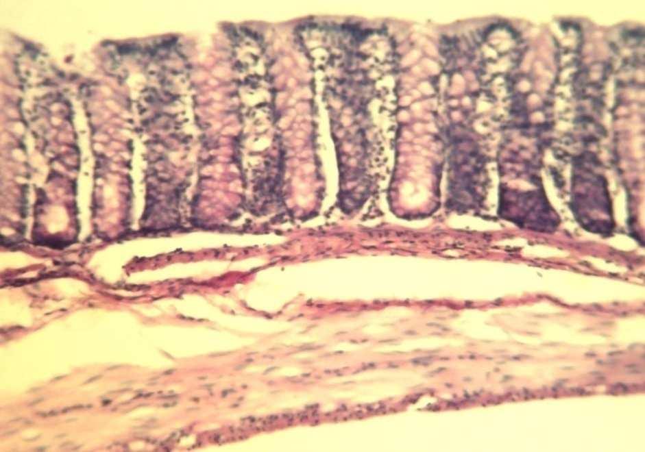 The goblet cells and the intestinal glands of the large intestine were all observed to be AB, PAS and AB-PAS positive, respectively (Plates VII,