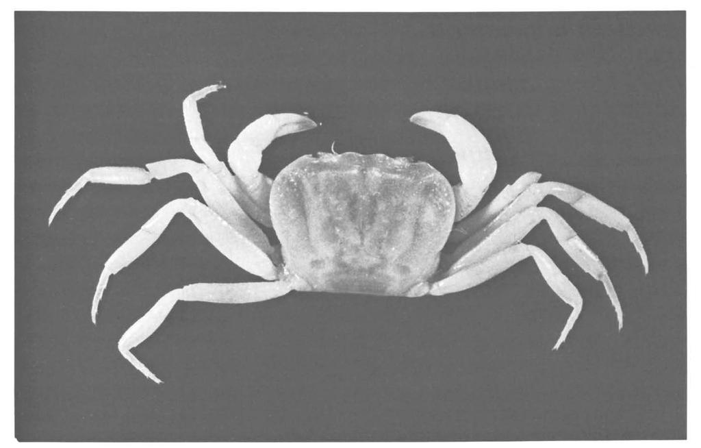 NG: THELPHUSULA STYX 55 Fig. 1. Thelphusula styx spec, nov., cf, holotype, 13.4 by 9.2 mm, dorsal view.